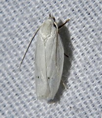 Inga cretacea