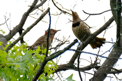 Colaptes auratus auratus