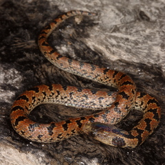 Atractus major