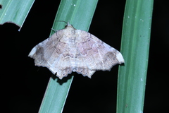 Semiothisops macariata