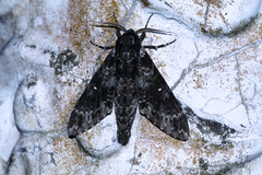 Dolbina formosana