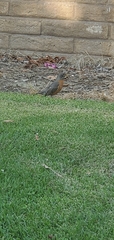 Turdus migratorius