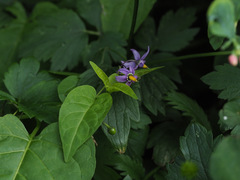 Solanum dulcamara