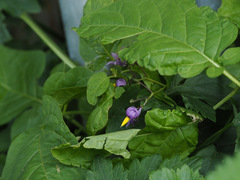 Solanum dulcamara