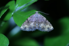 Mataeomera biangulata