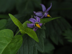 Solanum dulcamara