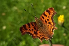 Polygonia c-album