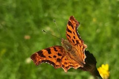Polygonia c-album