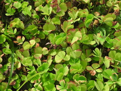 Marsilea minuta