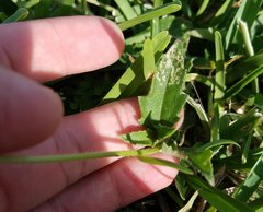 Tridax procumbens image
