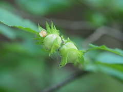 Corylus avellana