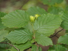 Corylus avellana