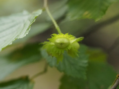 Corylus avellana