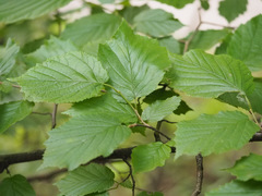 Corylus avellana