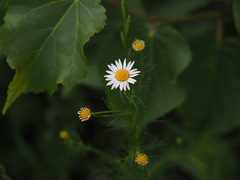 Tripleurospermum inodorum