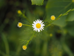 Tripleurospermum inodorum