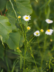 Tripleurospermum inodorum