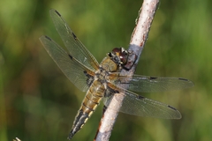 Libellula quadrimaculata