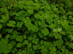 Marsilea polycarpa