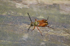 Typocerus acuticauda