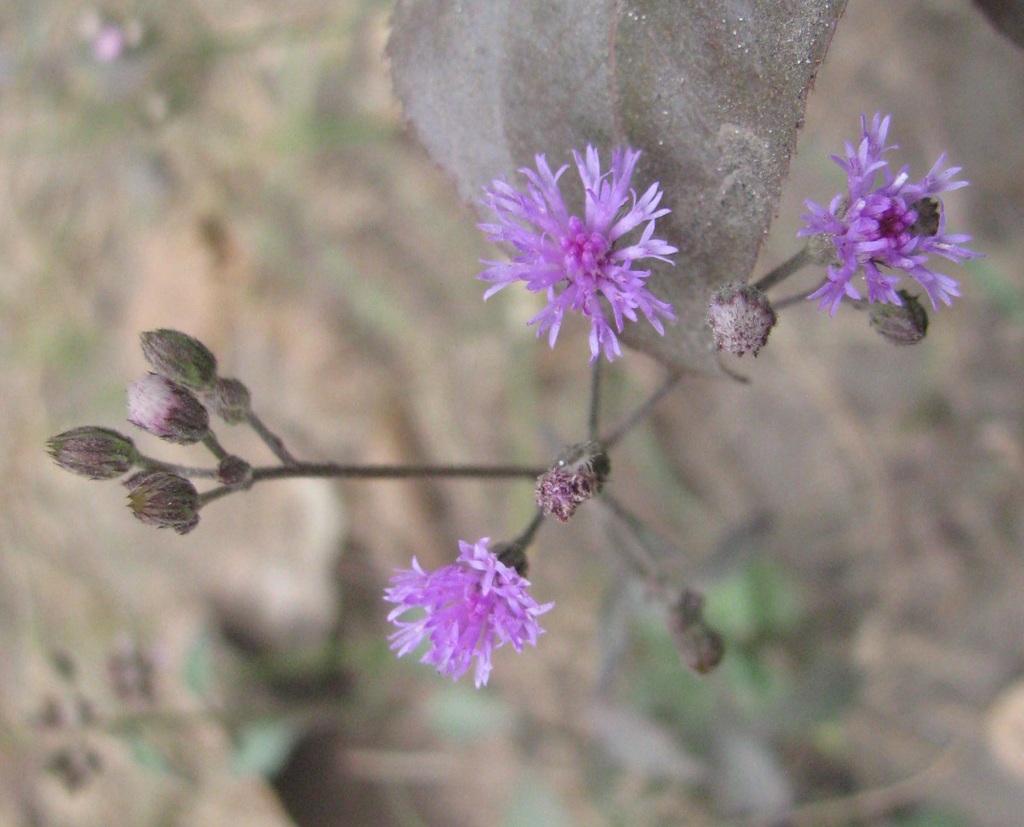 ironweed-invasive-species-of-texas-inaturalist