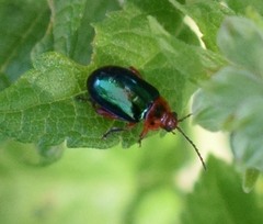 Kuschelina gibbitarsa