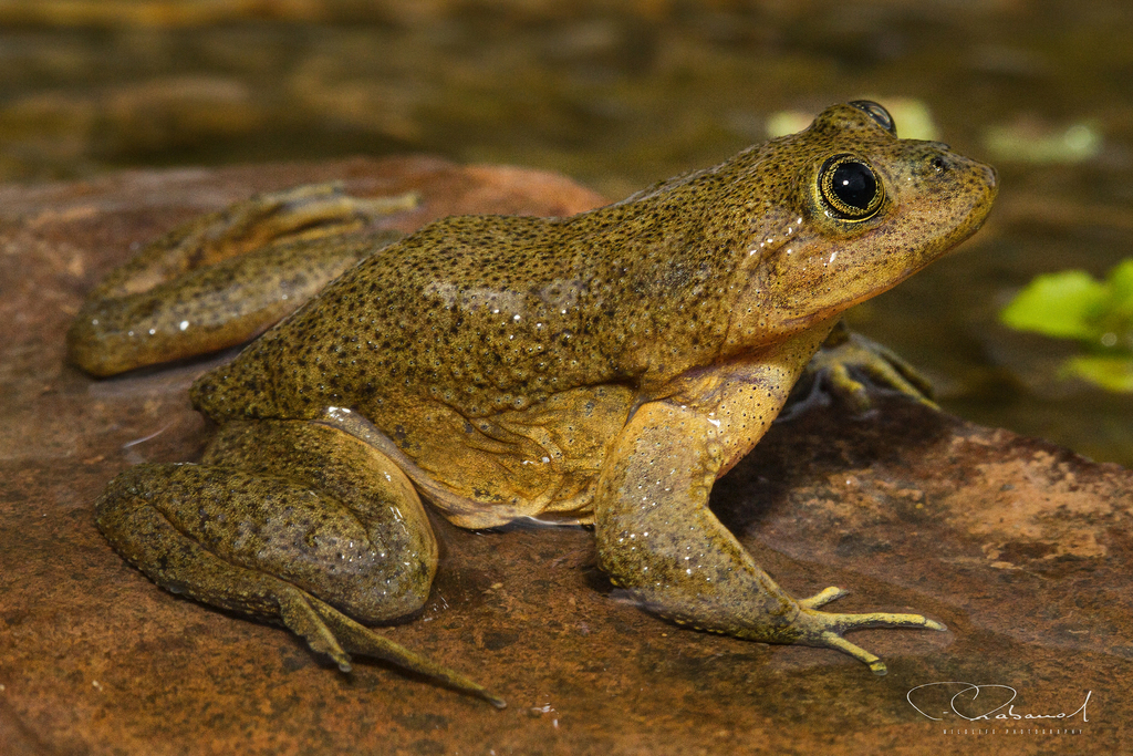 Chusmisa Water Frog