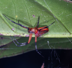 Eriophora nephiloides