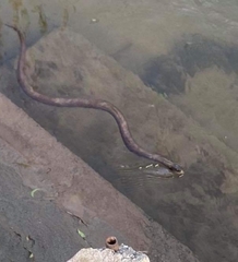 Nerodia sipedon