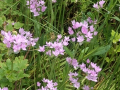 Allium unifolium