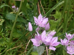 Allium unifolium