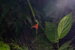 Eriophora nephiloides