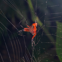 Eriophora nephiloides