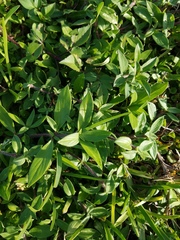 Richardia grandiflora