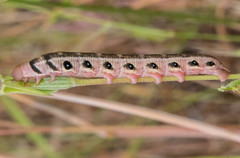 Proserpinus clarkiae