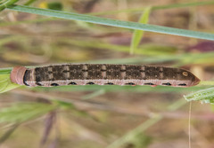 Proserpinus clarkiae