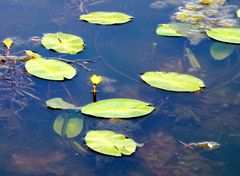 Nuphar pumila