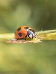 Coccinella septempunctata