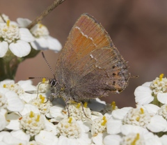 Callophrys muiri