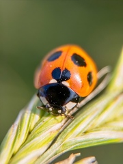 Coccinella septempunctata