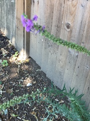 Linaria purpurea