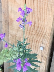 Linaria purpurea