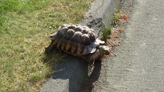 Centrochelys sulcata