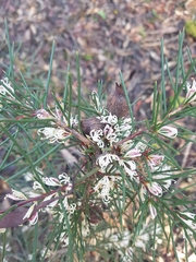 Hakea decurrens physocarpa