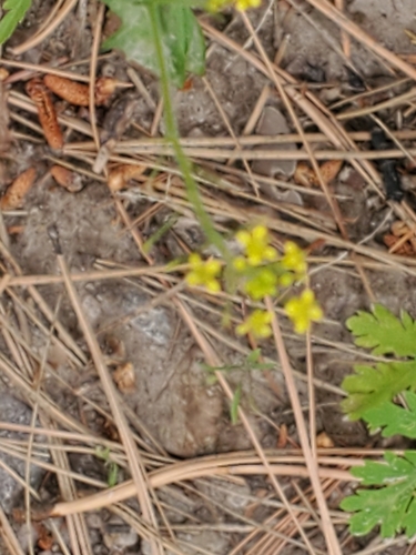 Image of Descurainia incisa by no rights reserved