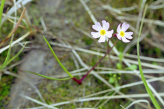 Primula borealis