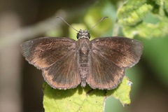 Ephyriades arcas