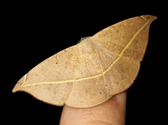 Oxydia vesulia