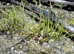 Pilularia globulifera
