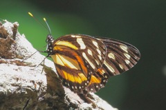 Lycorea halia cleobaea